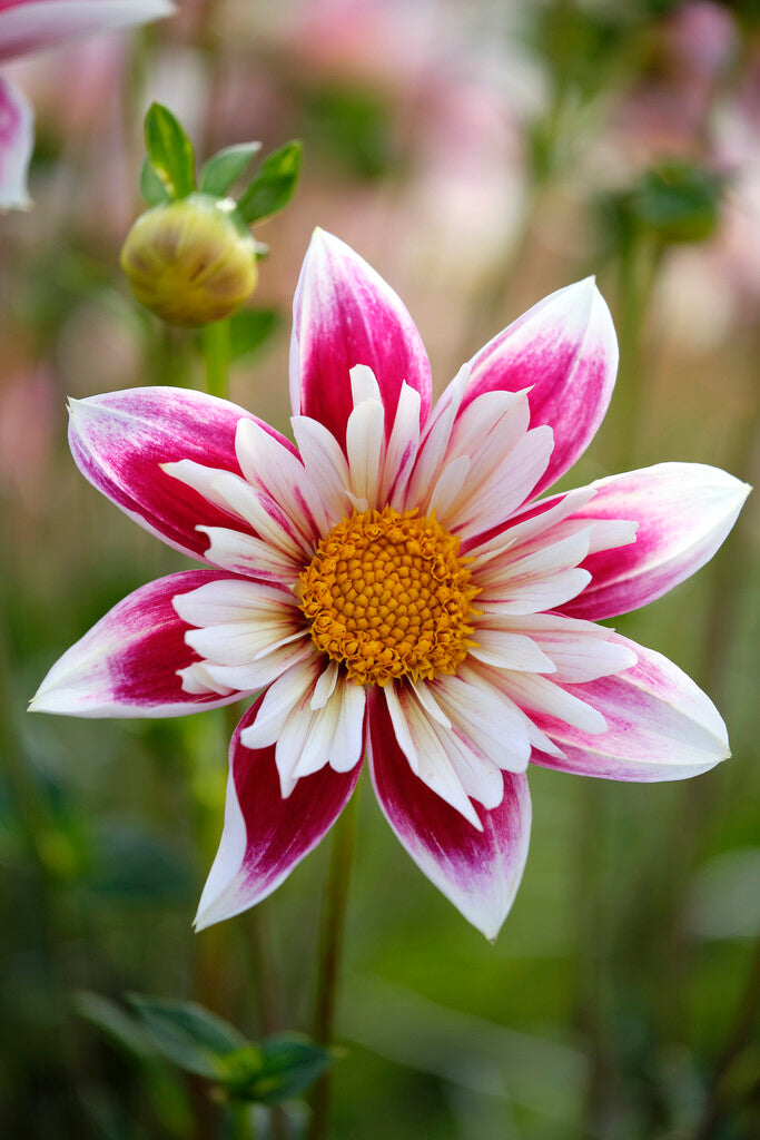 Dahlia Special Fashion Monger 1-pakning